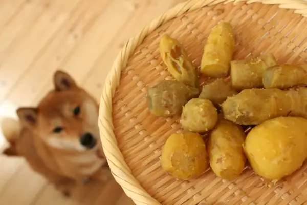 Shiba Inu седи, докато гледа ястие със сладки картофи