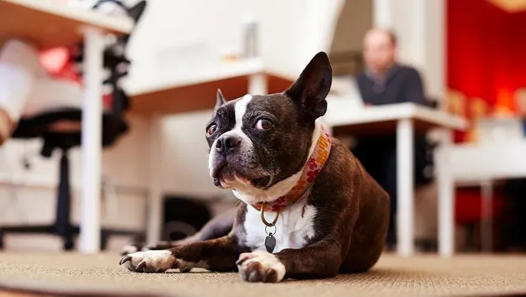 Smilende kvinne på kontoret med kolleger og hund i bakgrunnen' title=