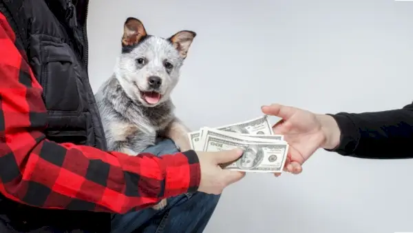 Avstralski goveji pes je vzreditelj prodal novemu lastniku