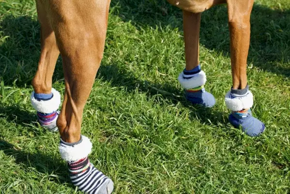 Patas de perro sucias y embarradas: 15 formas efectivas de lidiar con ellas