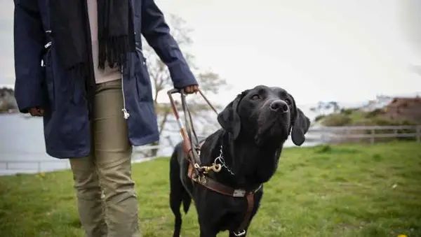 5 Diensthonden helpen hun mensen [VIDEO]