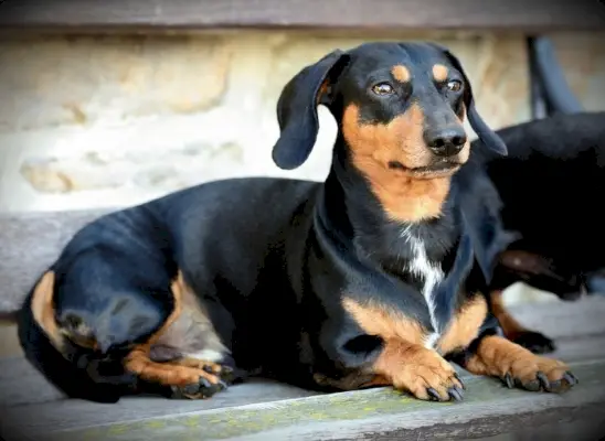 Dachshund assegut