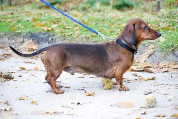 Dachshund caminant