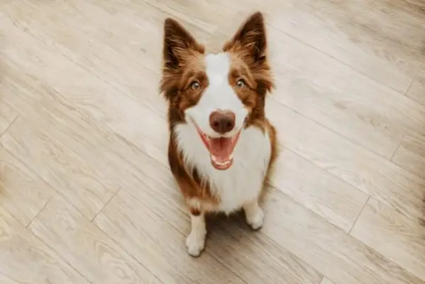 hund som sitter på gulvet og ser opp til eieren sin