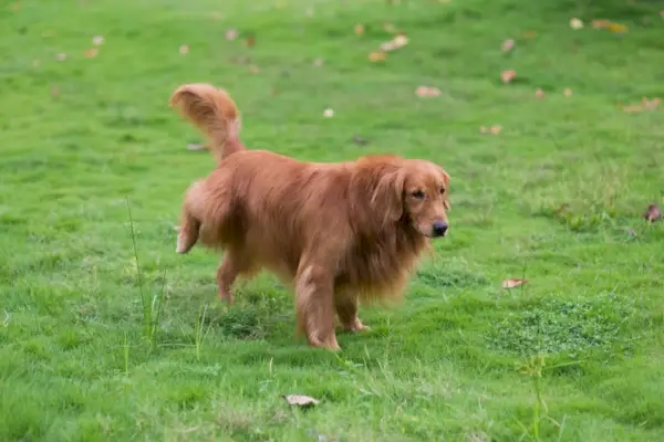 Golden retriever tisser på plenen