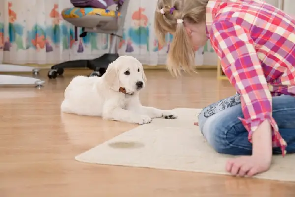 En liten jente som ser på en hund som har tisset på teppet