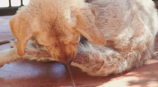 Labradorhund som biter sin