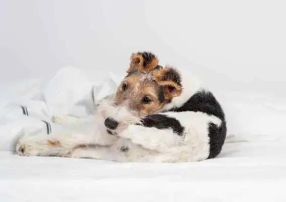 Fox terrier valp skitner sin egen hale liggende på sengen