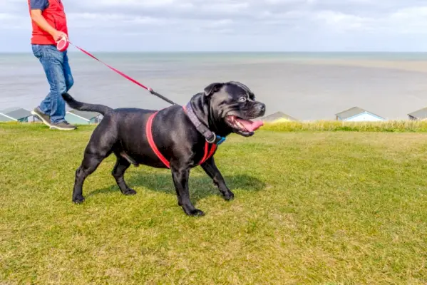 mann går tur med sin Staffordshire Bull Terrier-hund med uttrekkbar bånd