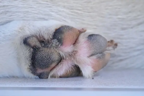 ドッグスターの足ディバイダー