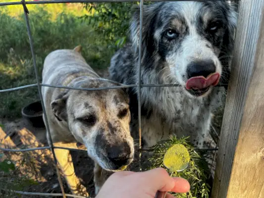 כלבים נהנים מהתוסף הירוקים