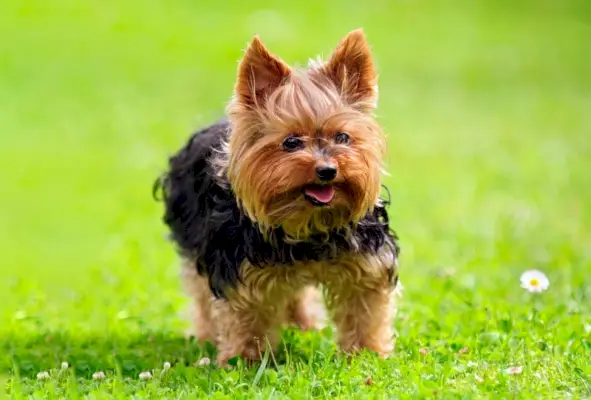 115 imen psov, ki jih navdihuje narava, za tipe psov na prostem