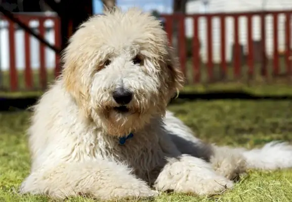 Chlupatý goldendoodle pes na dvoře