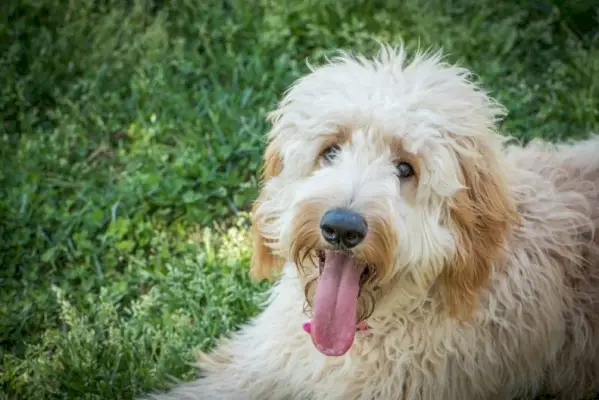 krásný goldendoodle pes s úsměvem na tváři při pohledu na fotoaparát