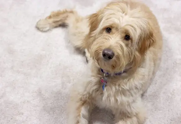 goldendoodle pes pózuje pro fotoaparát