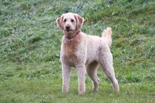 smíšený pudl pes stojící na trávě