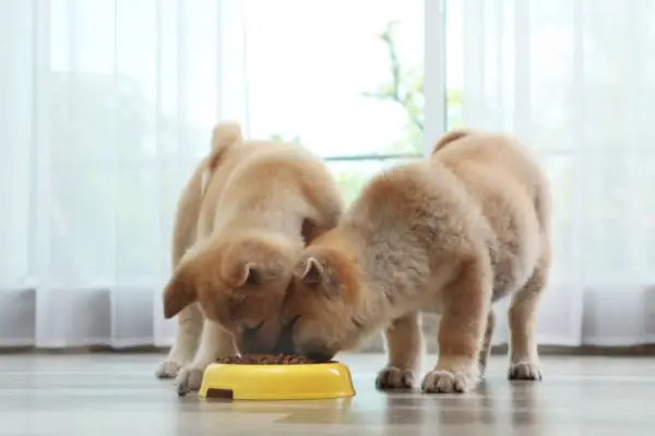 Adoráveis ​​cachorrinhos Akita Inu comendo comida de tigela em casa
