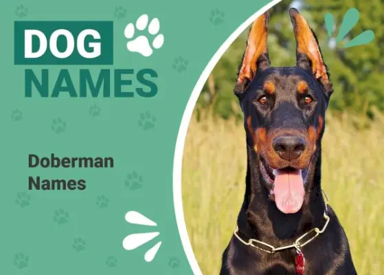 180 noms de doberman: idees genials, dures i úniques