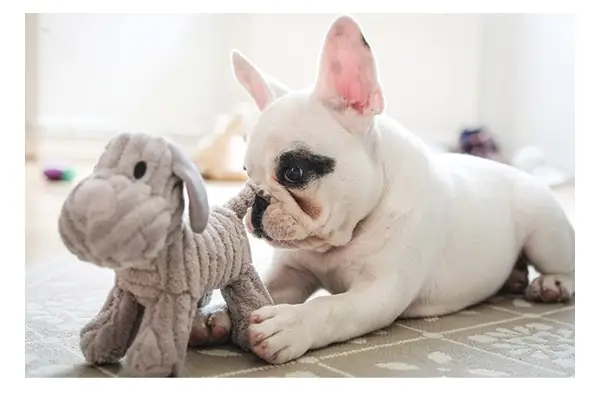 Припрема је кључна када помажете вашем псу да се опорави. Аутор фотографије: ©голликим | Гетти Имагес