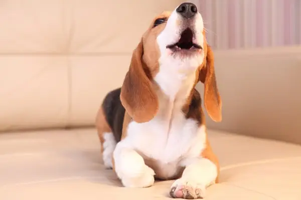 Un câine beagle urlă.
