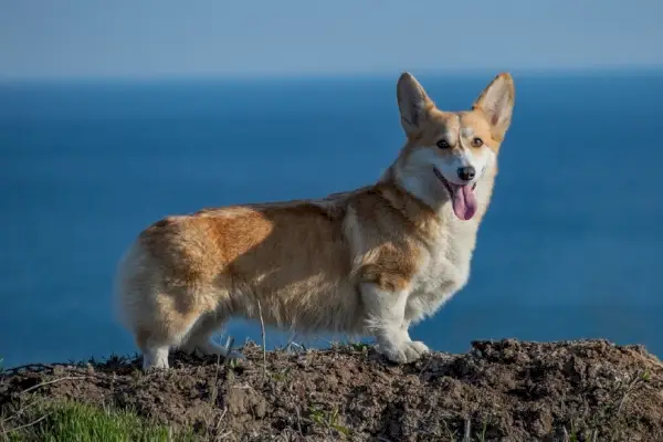 Corgi steht am Strand