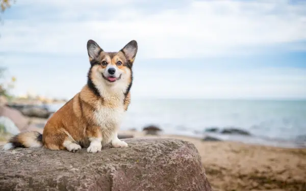 Welsh Corgi Pembroke Sable Dog auf den Felsen am Meer