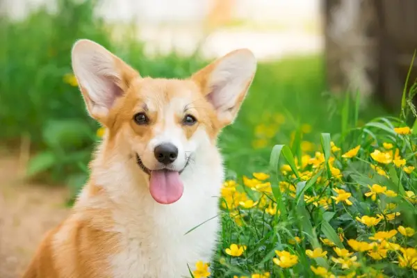 Welsh Corgi Pembroke