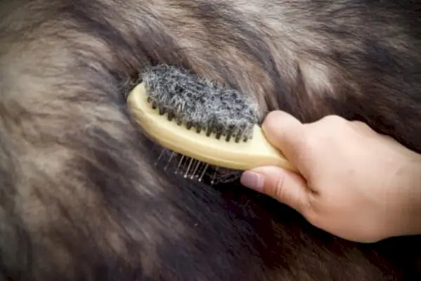 Groomer četka psa