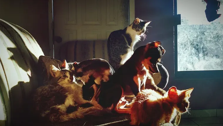 A menedzsment kulcsfontosságú – ismerje meg kedvenceit' title=