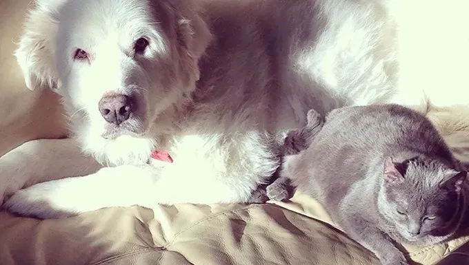 Adjon minden kisállatnak saját teret' title=