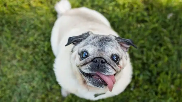 Druh krátkodobých populárních psů