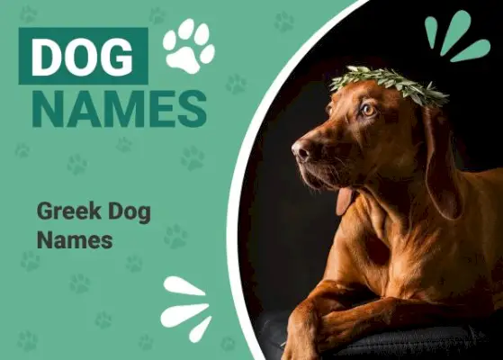 200 nomi di cani greci: idee storiche e uniche
