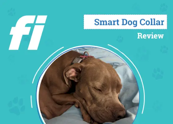 Fi Smart GPS -kaulapantakatsaus 2024: Asiantuntijan erittely