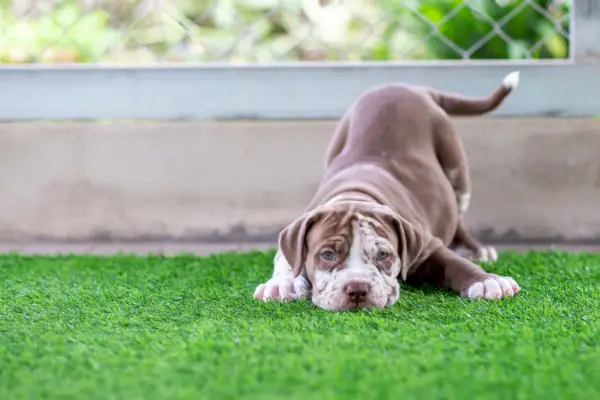 Слатко смеђе и бело штене питбула на вештачкој трави на фарми паса