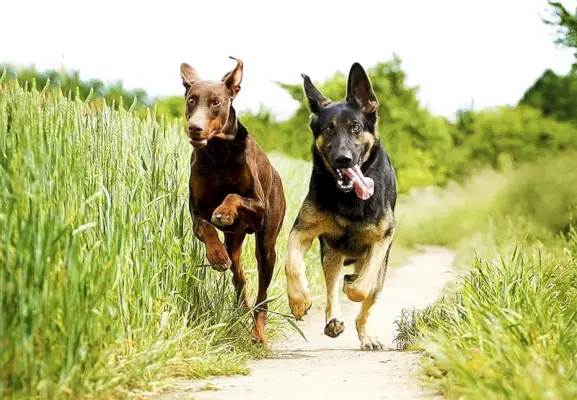 doberman e pastor alemão correndo