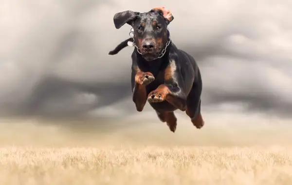 Doberman correndo ao ar livre