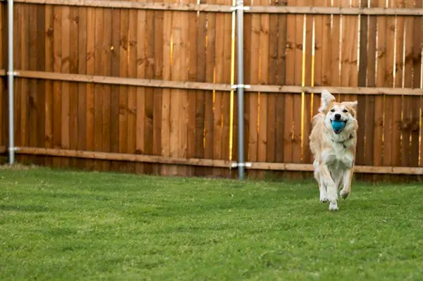 Vesel pes, ki z žogo teče po dvorišču