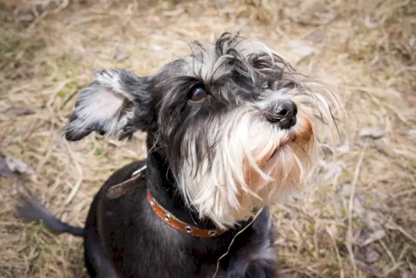 Zwergschnauzerhund sitzt auf dem trockenen Gras