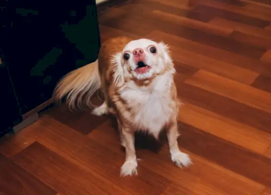 Chihuahua-Hund bellt drinnen