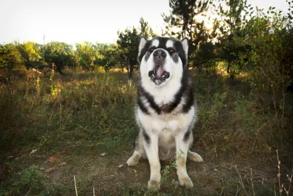 Alaskan Malamute Hund heult