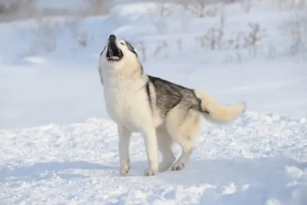 Sibirischer Husky-Hund heult im Schnee