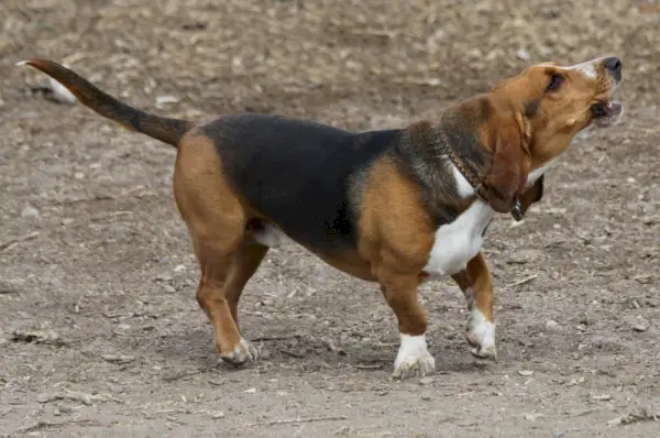 Basset Hound Hund heult oder bellt im Park