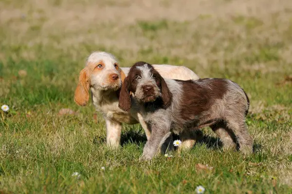 doi pui de spinone italiano