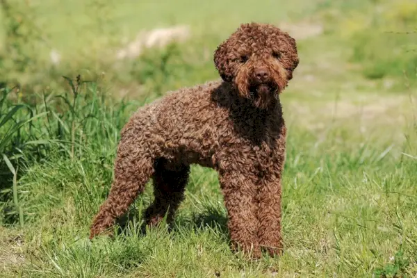 Lagotto Romagnolo stând pe iarbă
