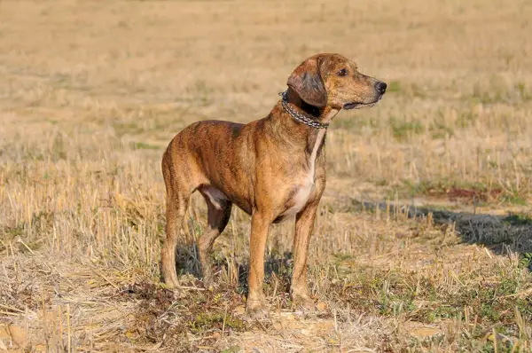 Maremanno Hound_Ricantimages_Shutterstock