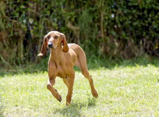 Italian Hound_f8grapher_Shutterstock