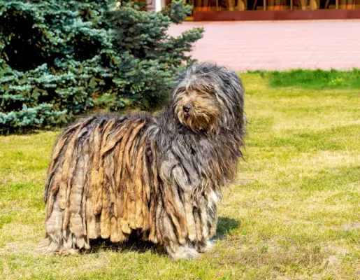 Ciobanesc Bergamasco