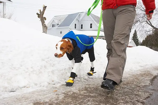 Pasear a un perro en la nieve y el hielo.