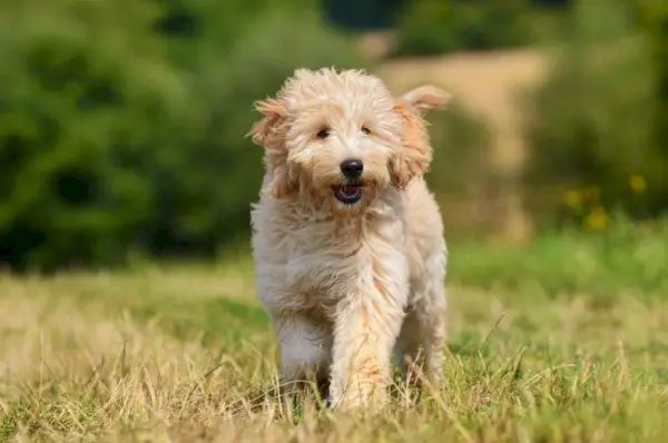 3 mēnešus vecs goldendoodle kucēns skrien ārā