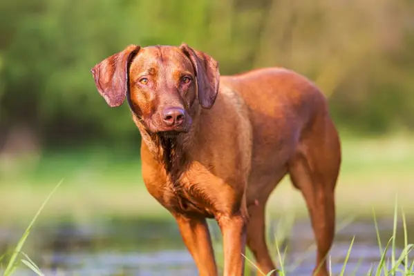 rhodesian ridgeback hund ved en dam